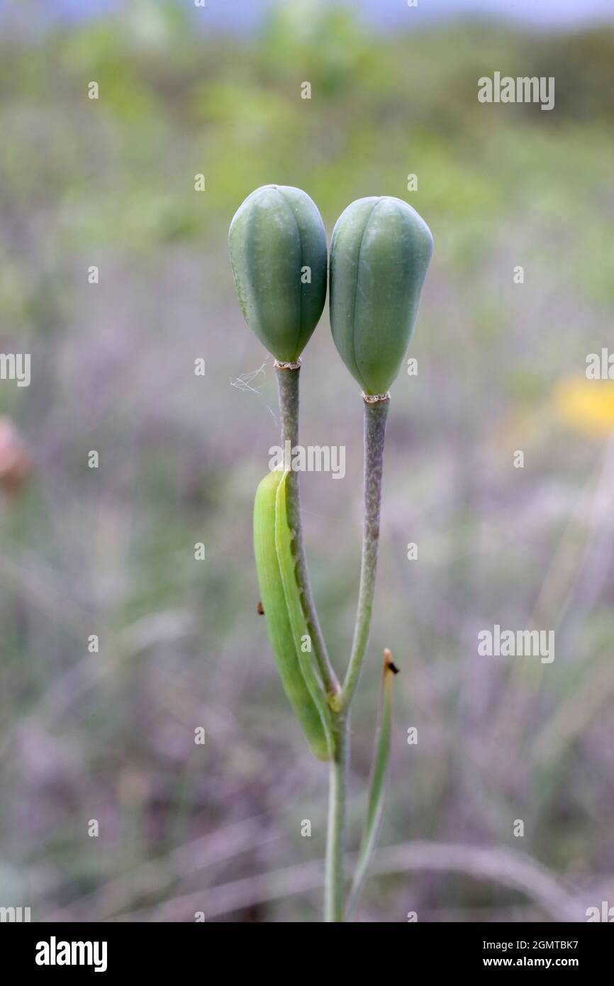 Fritillaria montana, Liliaceae. Wild plant shot in spring. Stock Photo