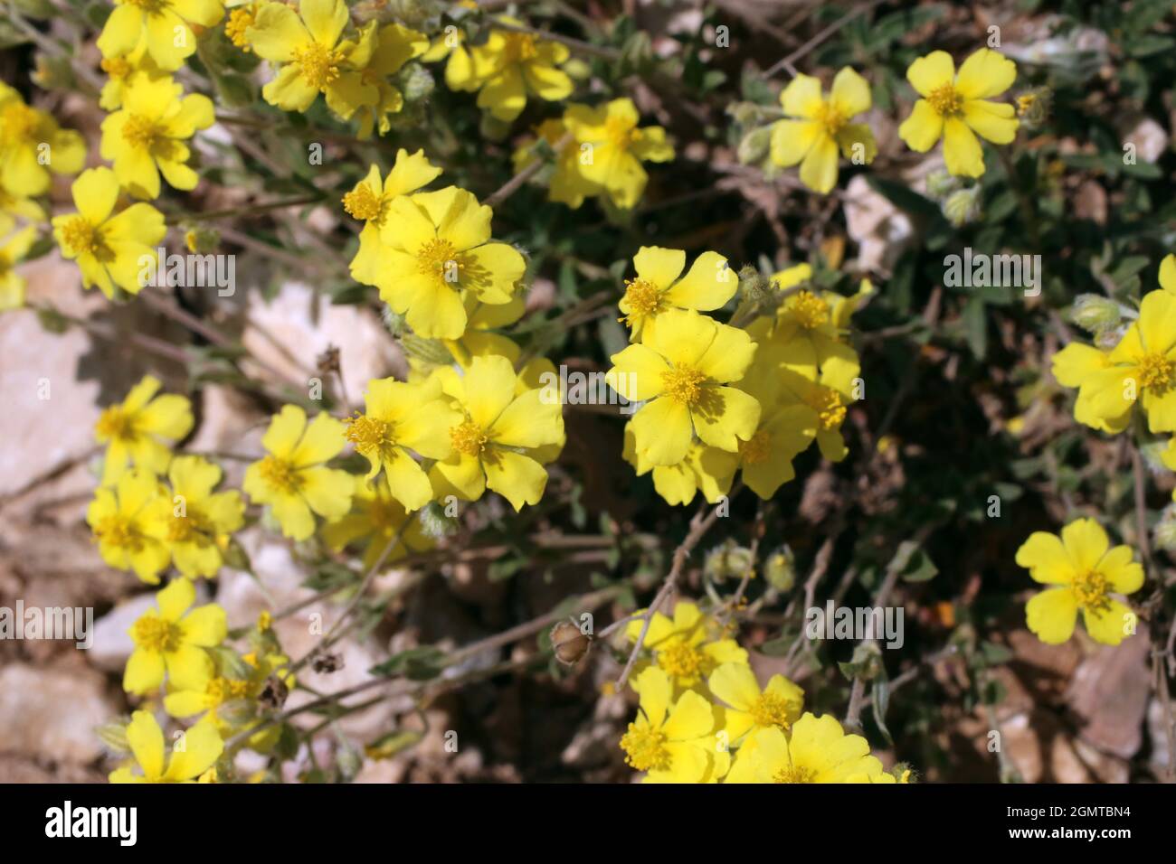 Helianthemum nummularium, Common Rockrose, Cistaceae. Wild plant shot in spring. Stock Photo