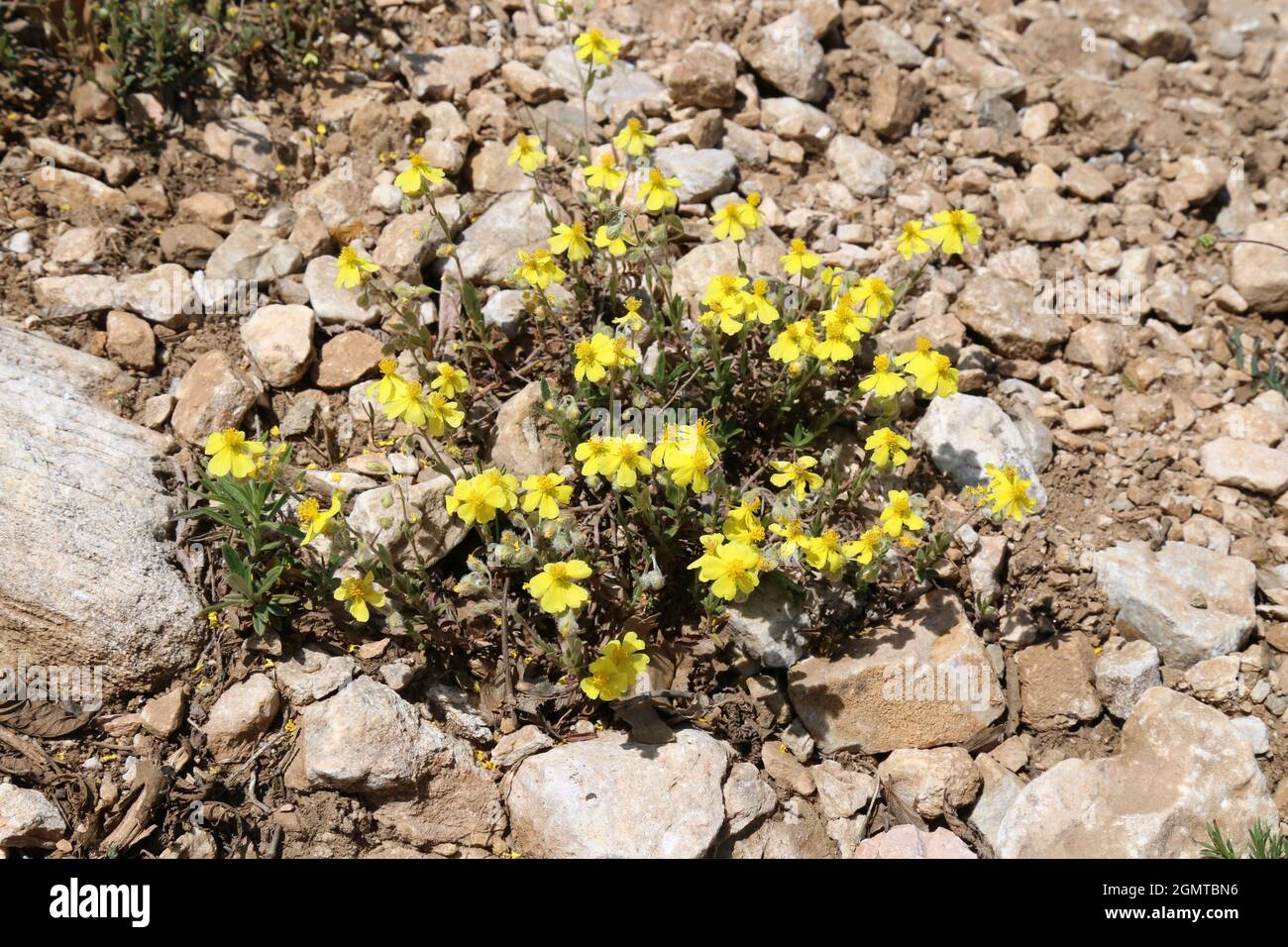 Helianthemum nummularium, Common Rockrose, Cistaceae. Wild plant shot in spring. Stock Photo