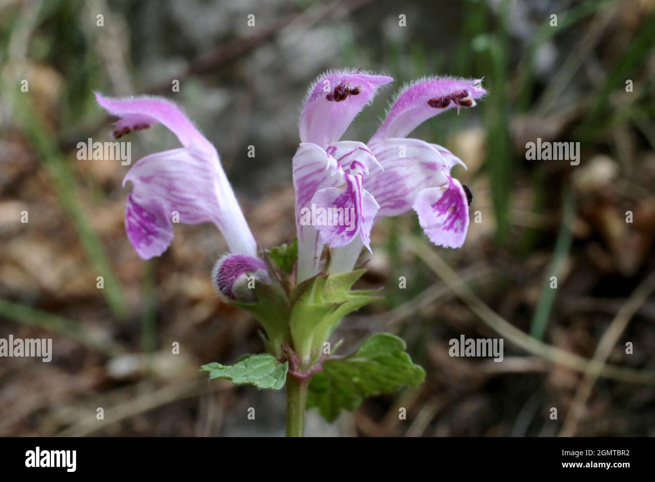 Lamium garganicum, Lamiaceae. Wild plant shot in spring. Stock Photo