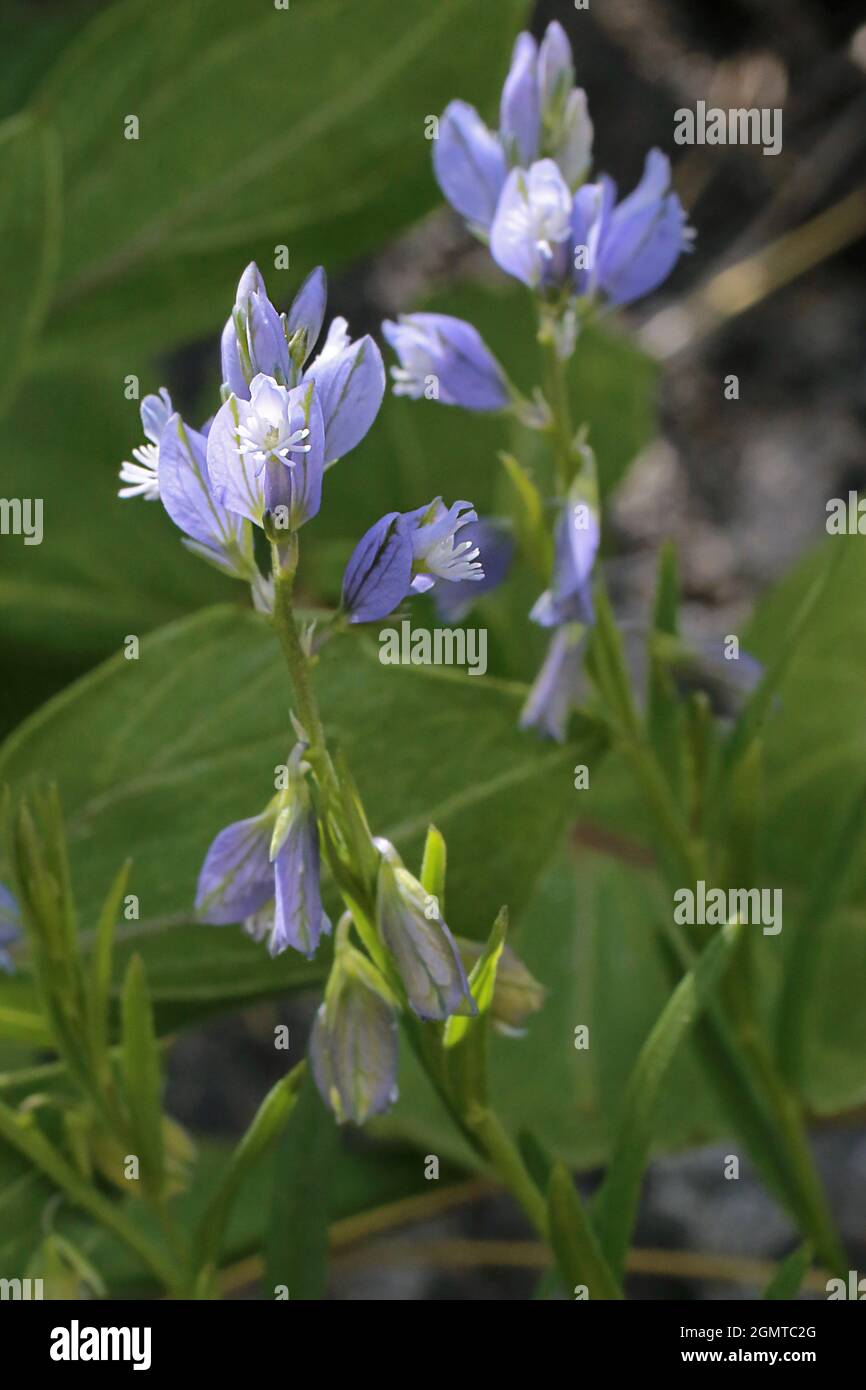 Polygal Spring Polygala vulgaris close up hi-res stock photography and images - Alamy