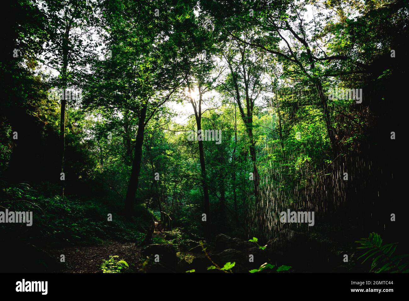 Green foliage in the tropical forest in the morning Stock Photo - Alamy