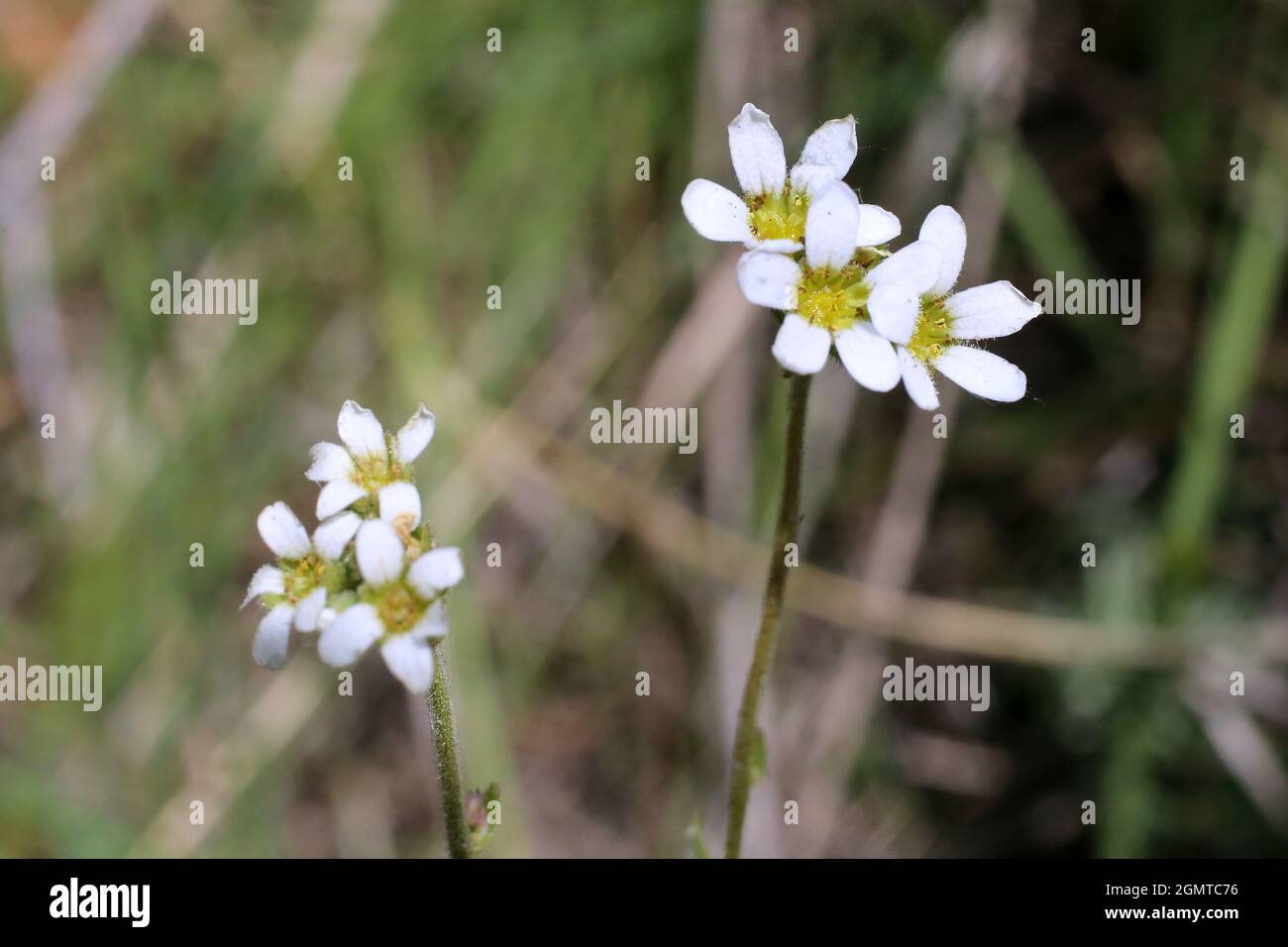 Saxifraga bulbifera, Bulbous Saxifrage, Saxifragaceae. Wild plant shot in spring. Stock Photo