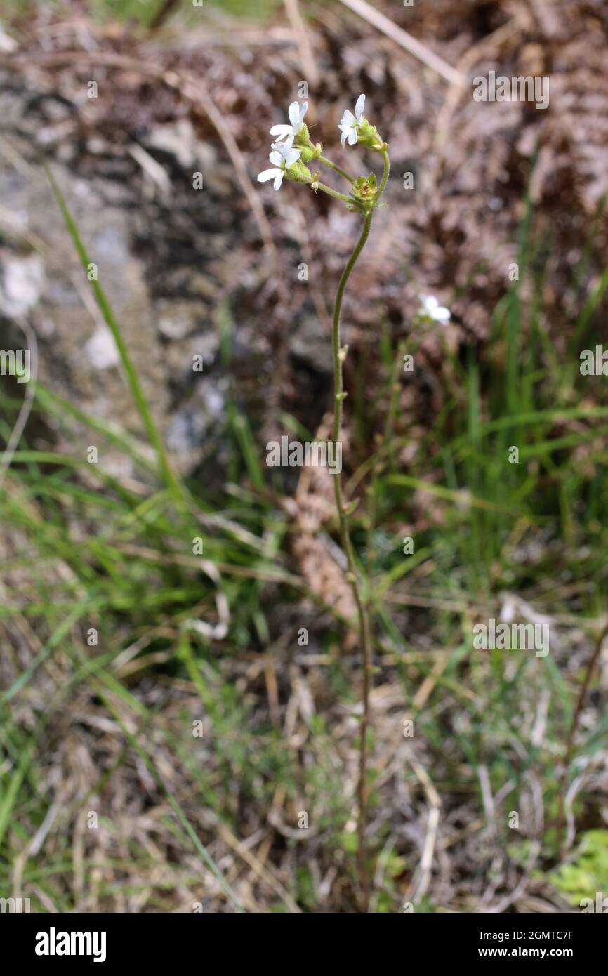 Saxifraga bulbifera, Bulbous Saxifrage, Saxifragaceae. Wild plant shot in spring. Stock Photo