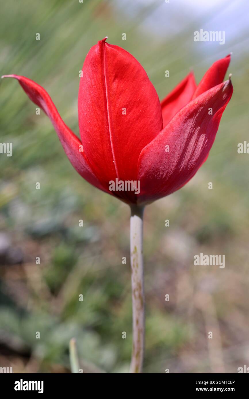 Tulipa pirinica, Liliaceae. Wild plant shot in spring. Stock Photo