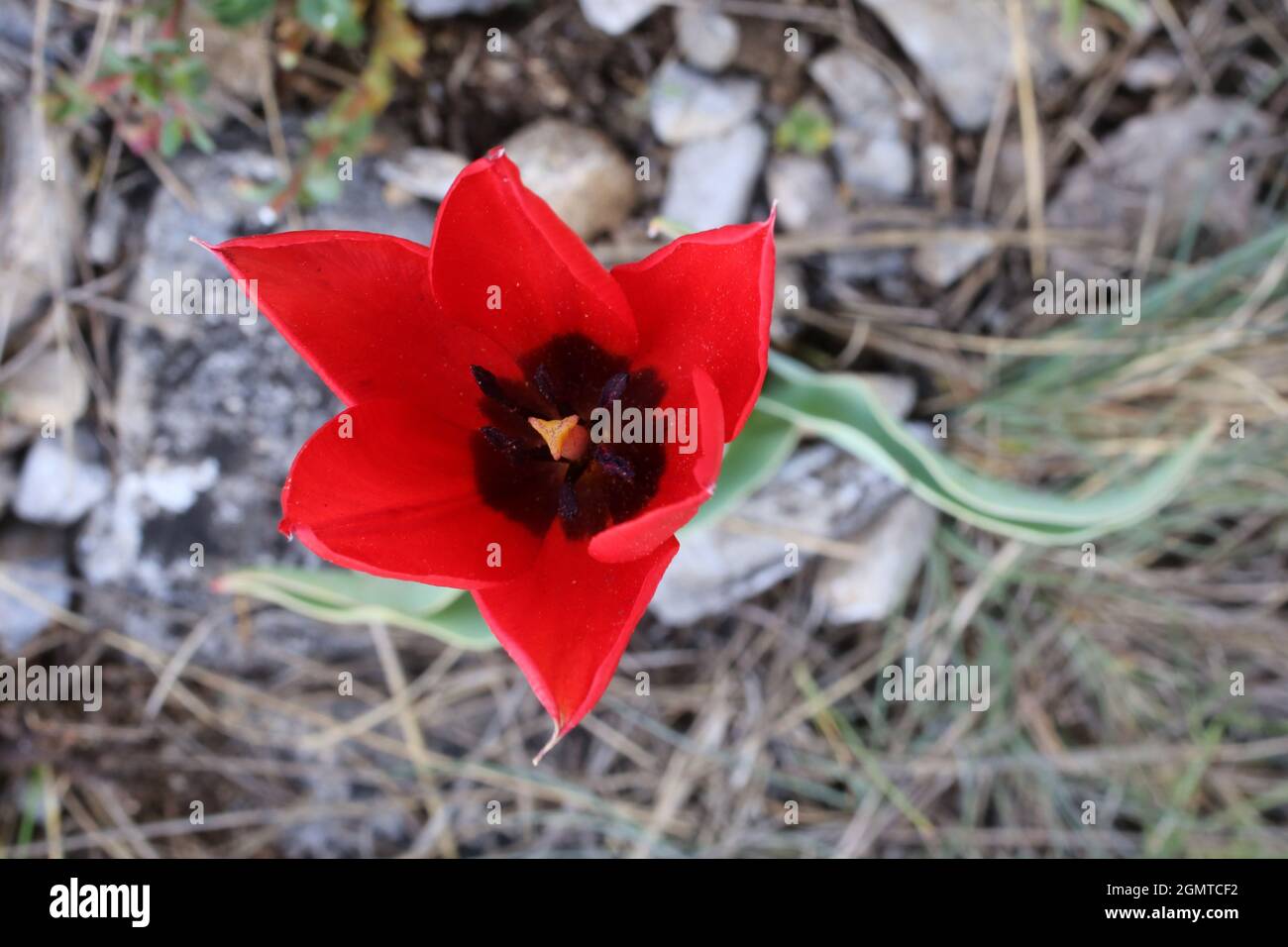Tulipa pirinica, Liliaceae. Wild plant shot in spring. Stock Photo