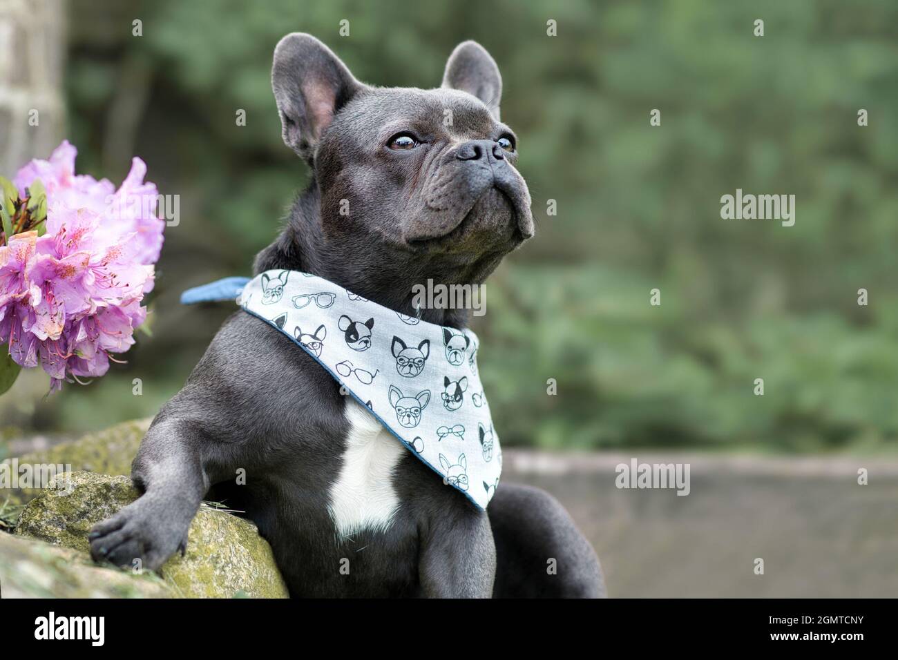 Black French Bulldog dog with lhelathy ong nose and wide nostrils Stock Photo