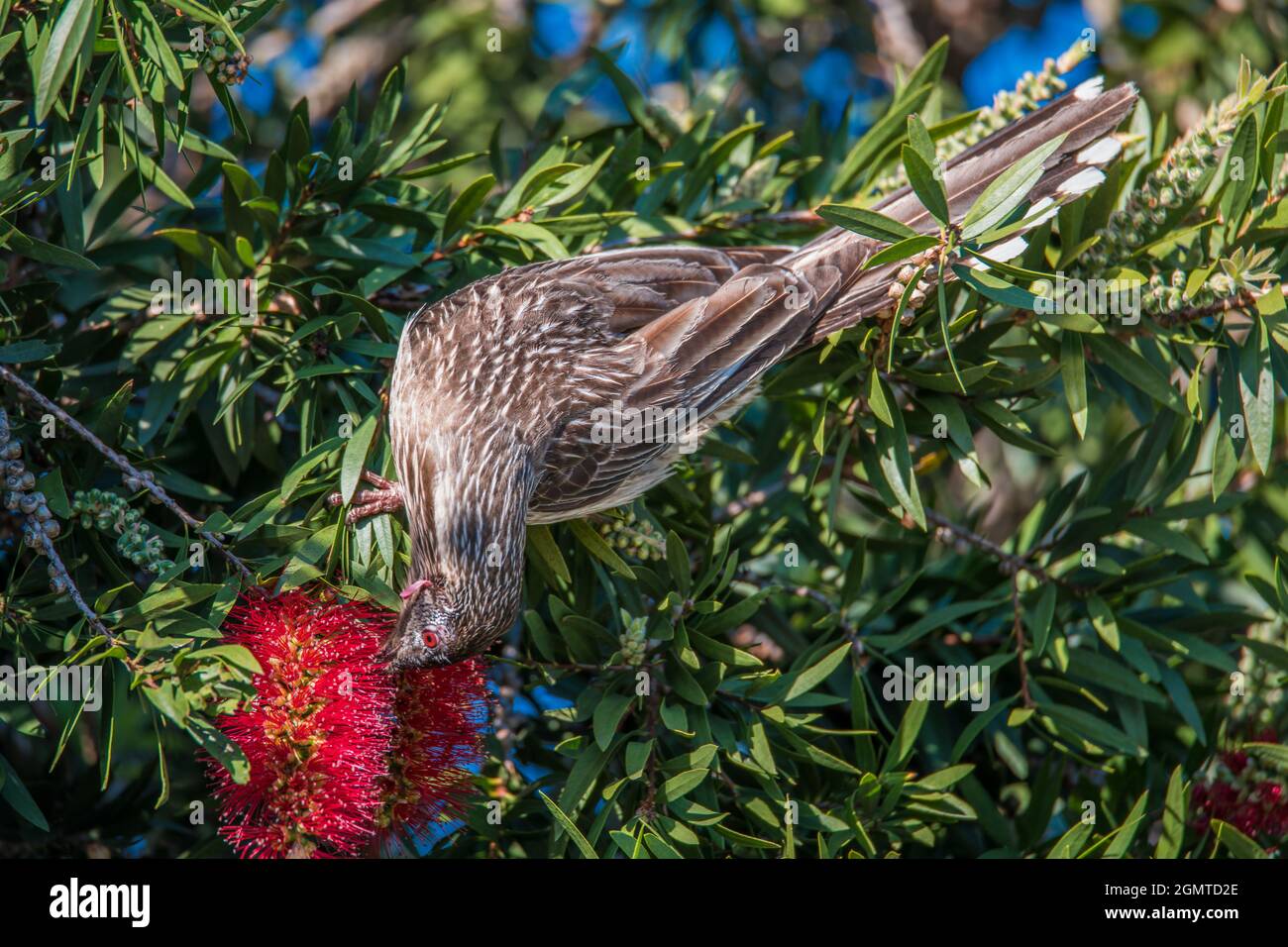 The Red Wattlebird is the largest of the Australian honeyeaters and enjoyes the nectar of the bottlebrush at Woy Woy, NSW, Australia. Stock Photo