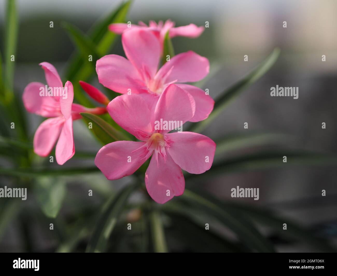 pink flower on nature background Stock Photo - Alamy