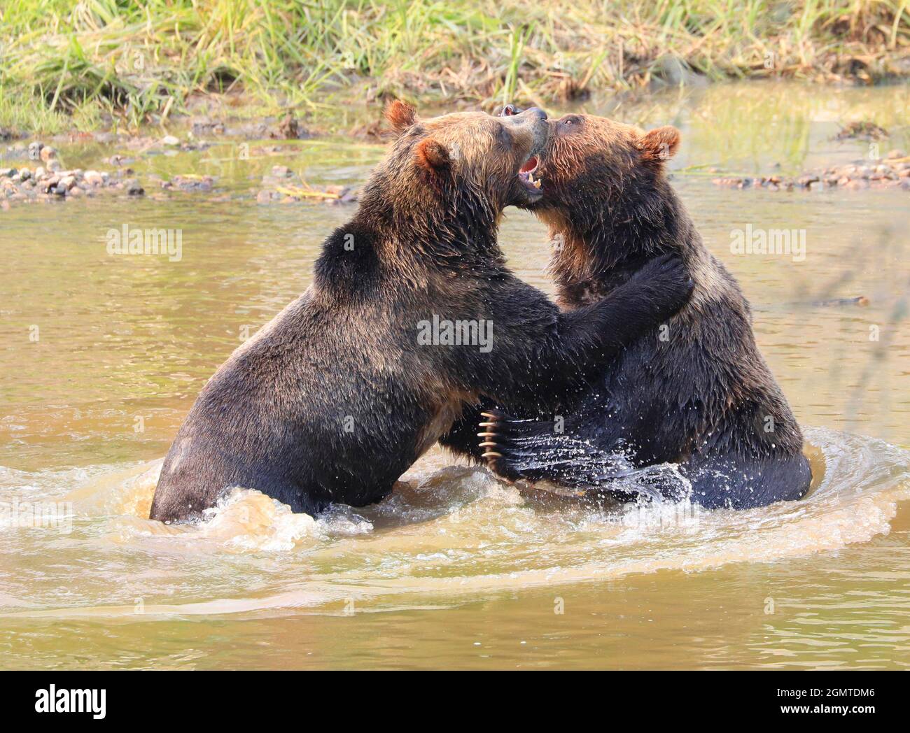 A closeup of Grizzly bears playing together in water, Quebec, Canada Stock Photo