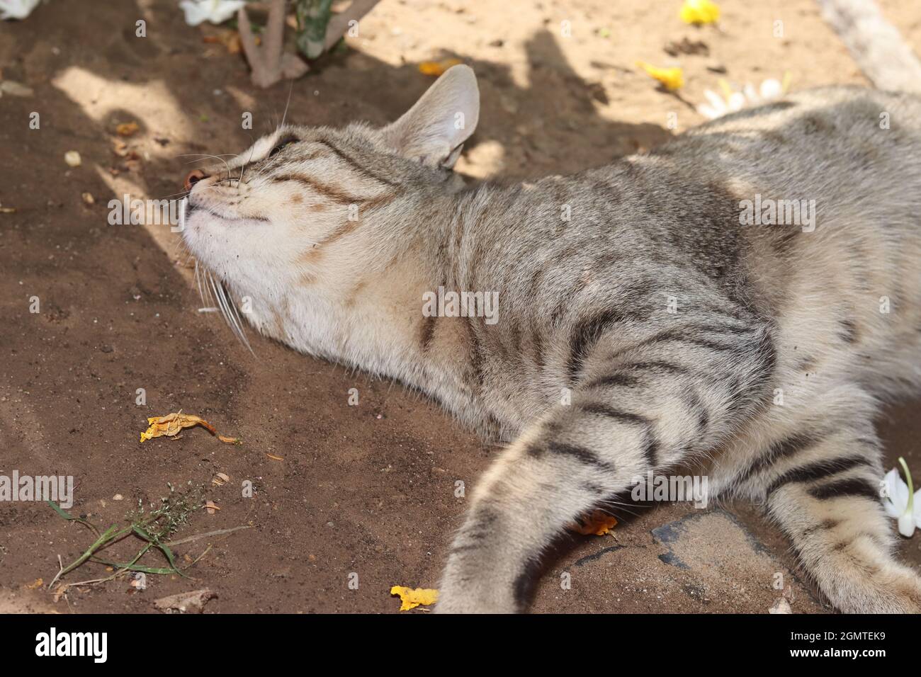 Closeup of a pet tabby cat lying on the ground Stock Photo