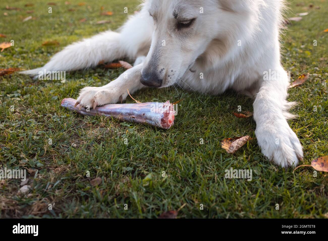 Image showcasing Dog eating healthy raw meat diet with bones Stock Photo - Alamy