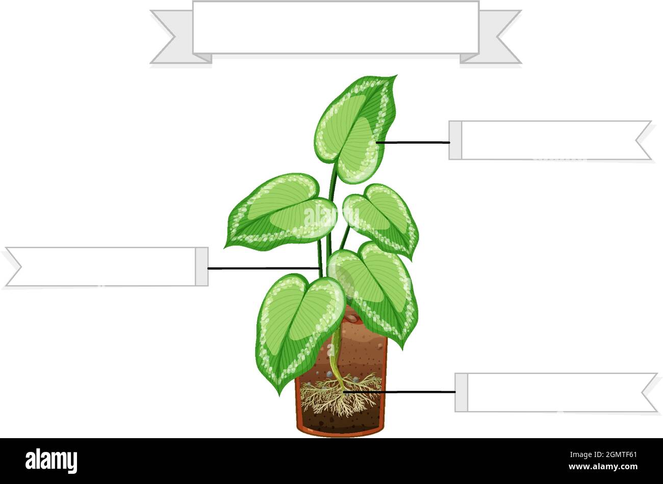Parts Of A Plant Worksheet For Kindergarten