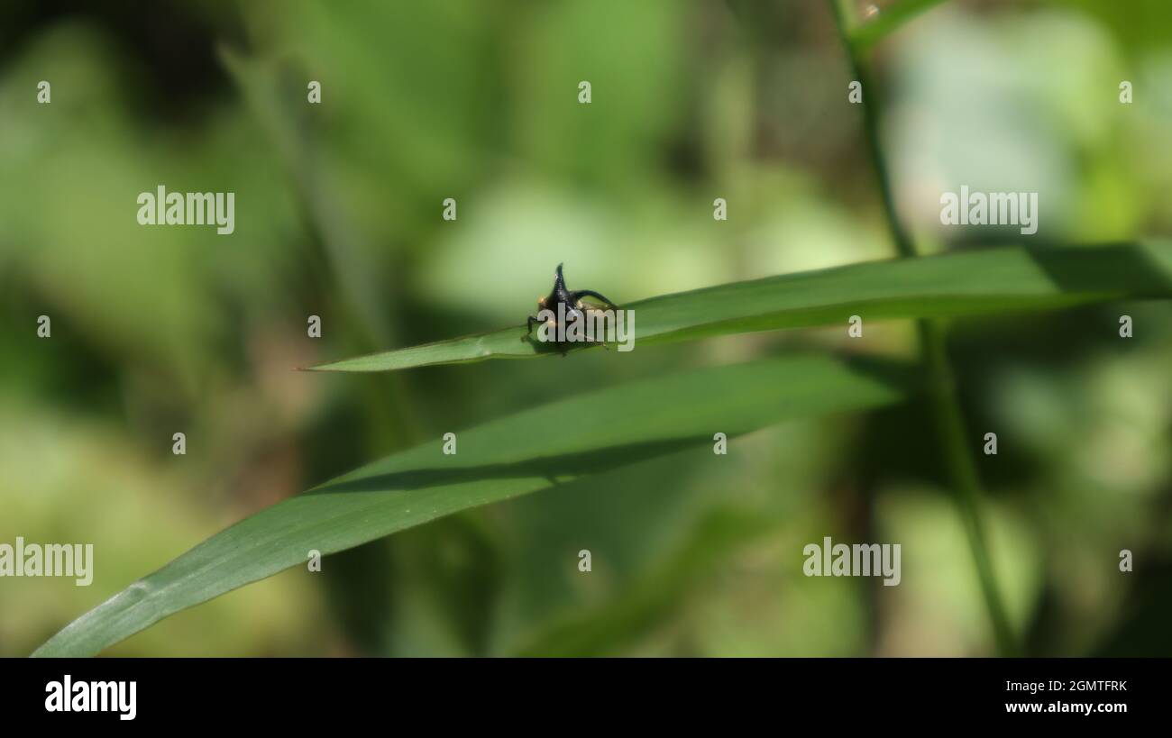 A very small unidentified flying insect with yellow eyes sitting top of a grass leaf Stock Photo
