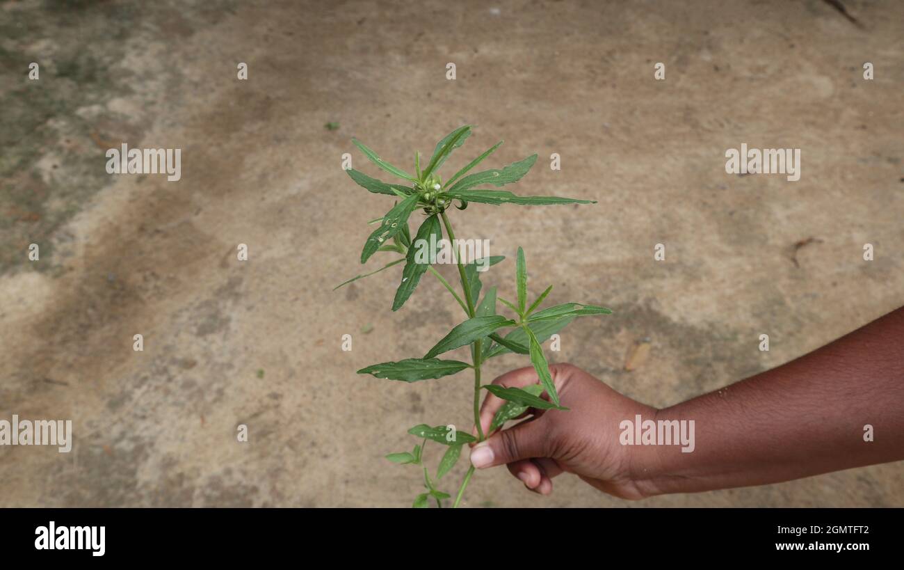 A hand holding a Ceylon slitwort plant(Leucas zeylanica),selective focus on the plant Stock Photo