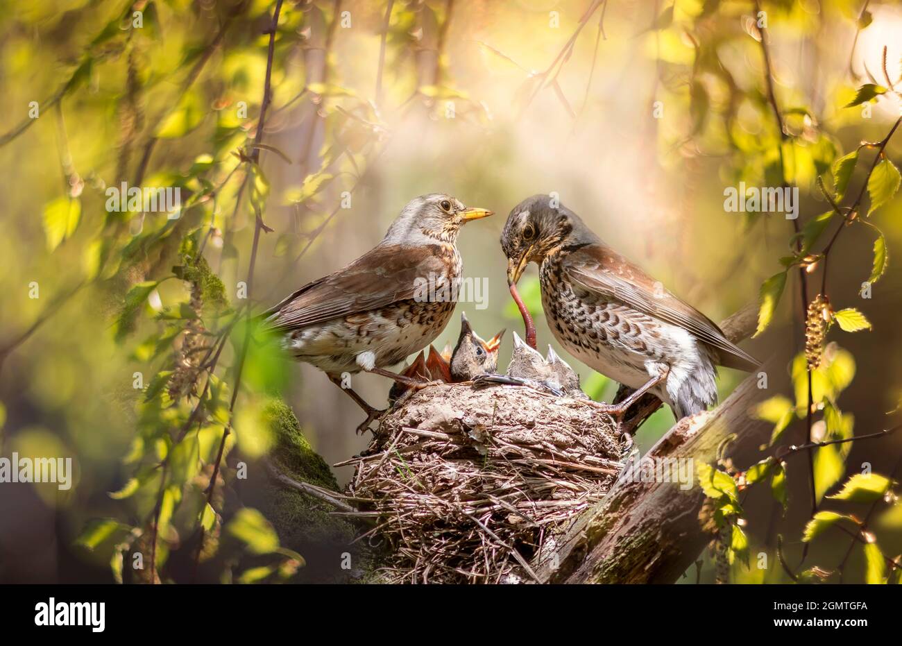 parents of the blackbird bird feed their chicks in the nest among the ...