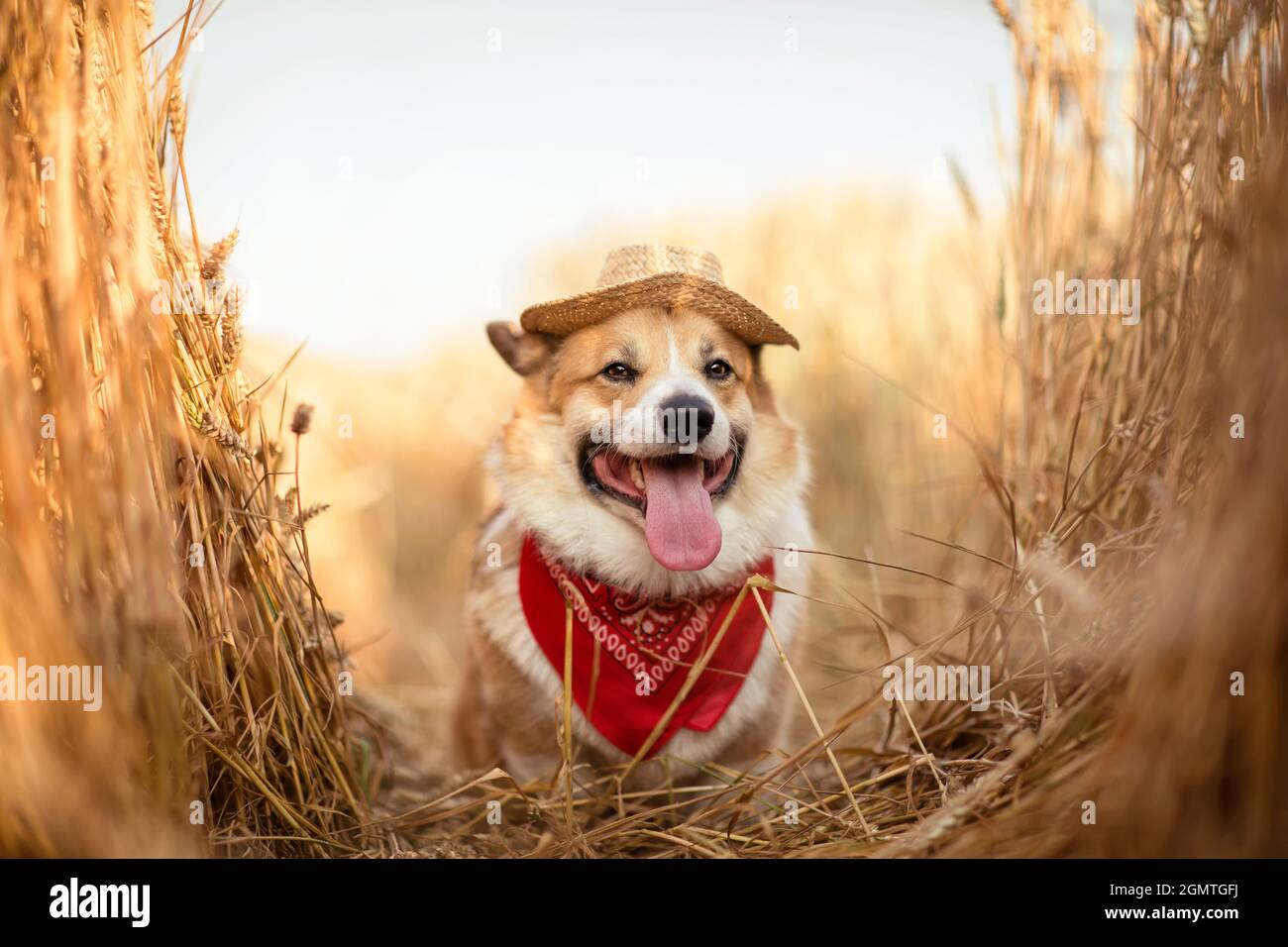 Corgi hat top with ears
