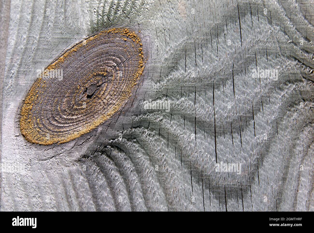 Concentric pattern created by the growth rings hi-res stock photography ...