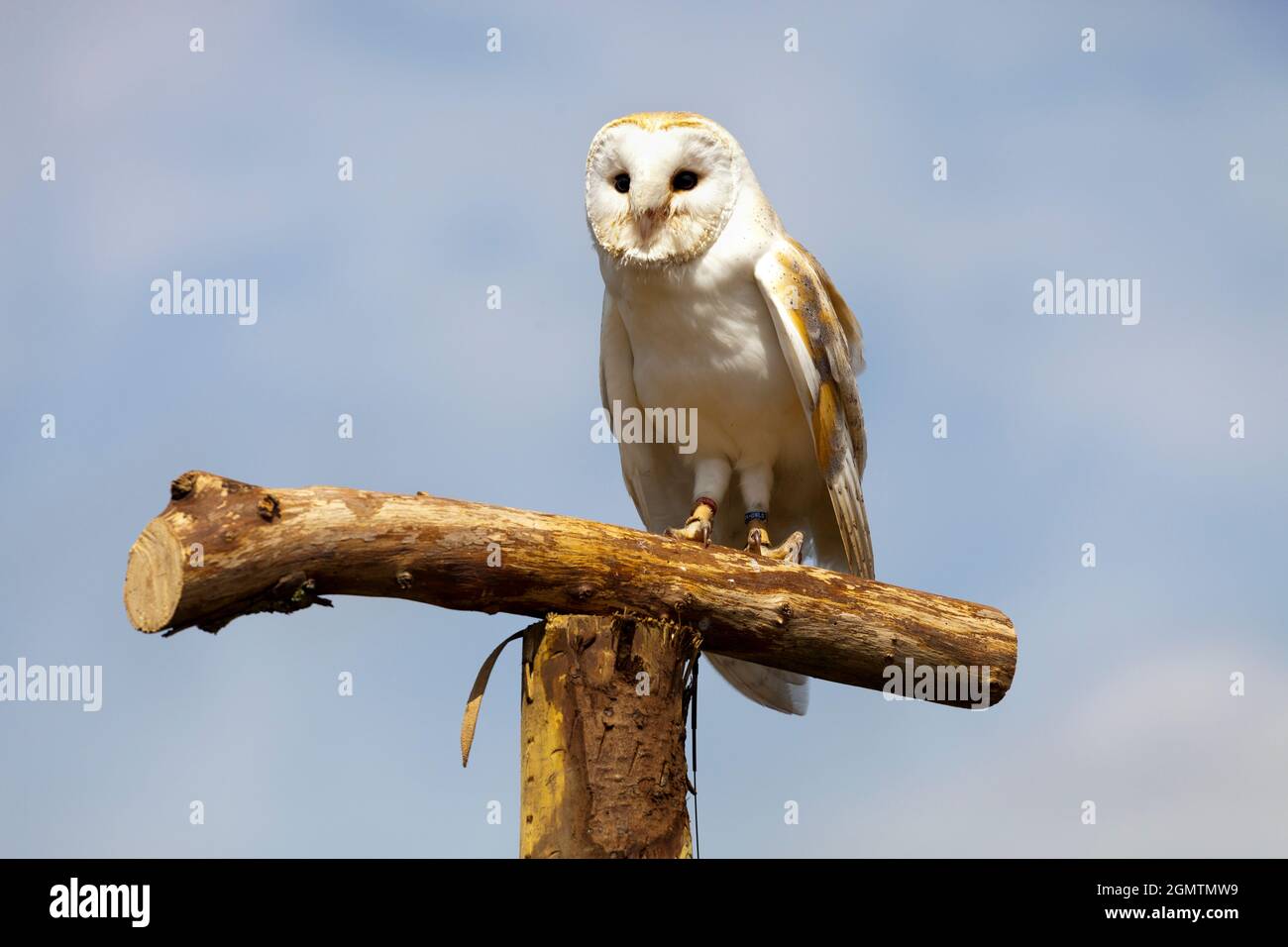 Frilford, Oxfordshire, United Kingdom - 2013; Magnificent raptor seen in an Aviary in Frilford, Oxfordshire. This beautiful fellow is a Barn Owl, Tyto Stock Photo
