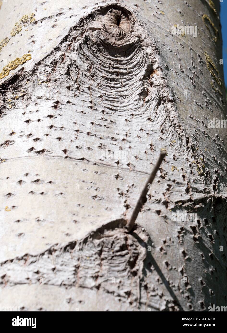 Peeling birch tree bark hi-res stock photography and images - Page 14 -  Alamy