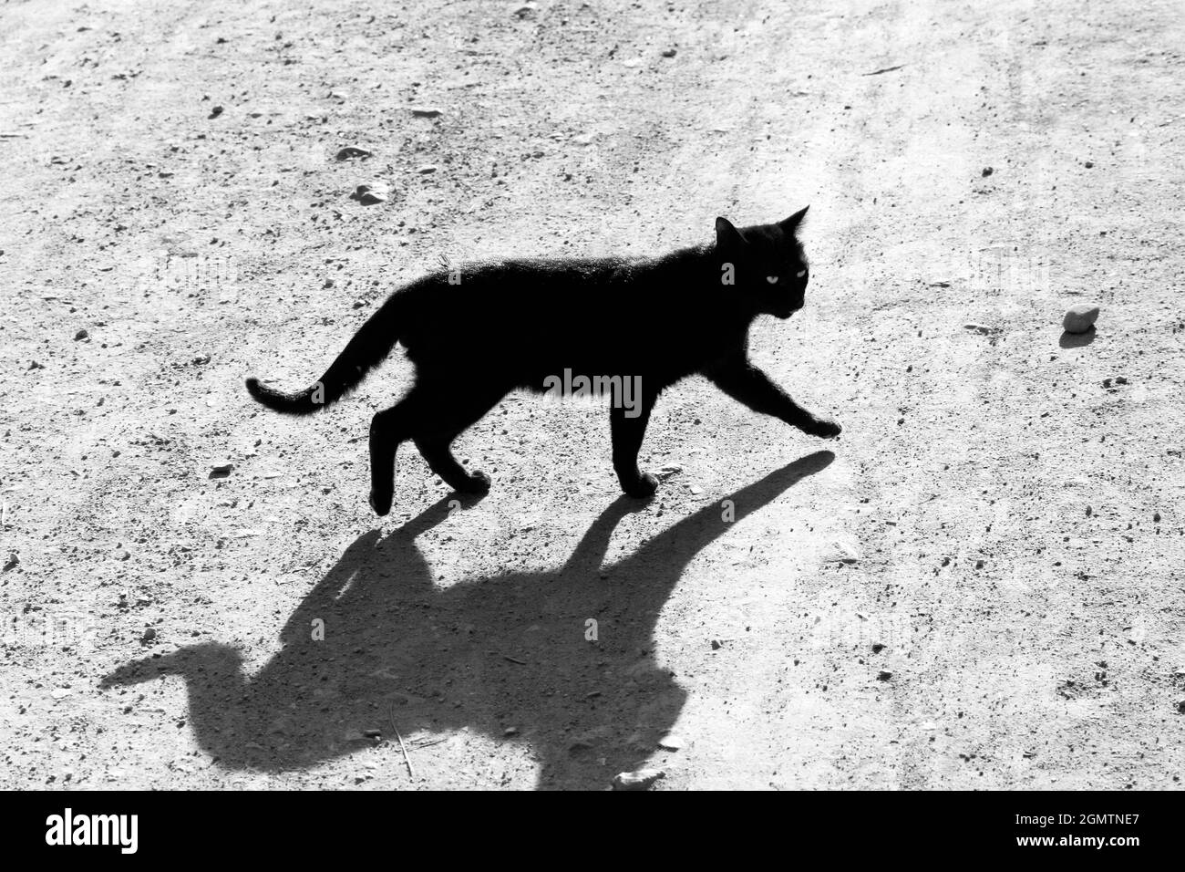 Lake Inle, Myanmar - 2 February 2013. Well, we all know what they say about black cats crossing your path. Maybe this proverb doesn't apply in Myanmar Stock Photo