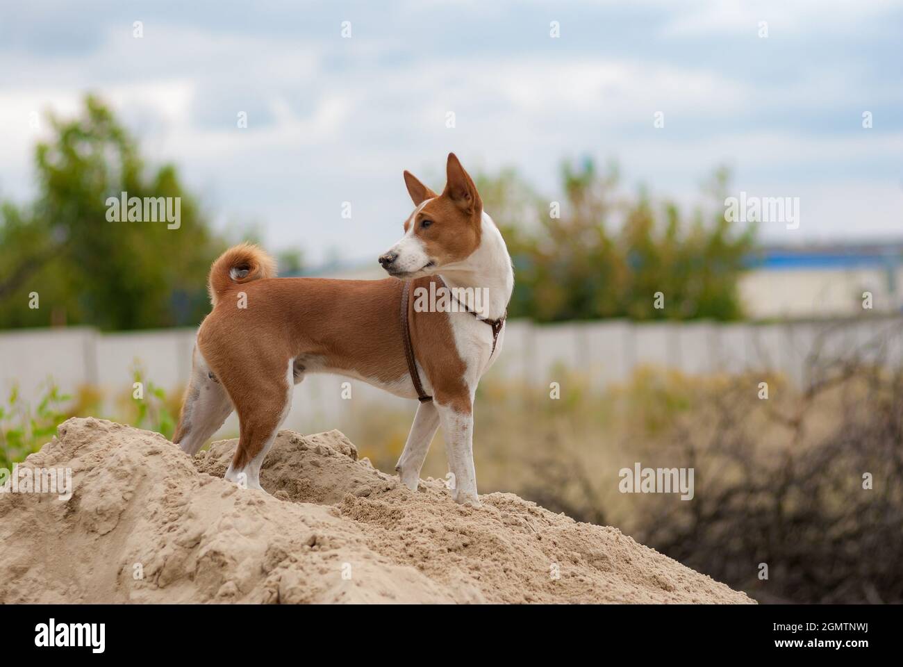Young basenji dog standing on a heap of sand and looking back Stock Photo