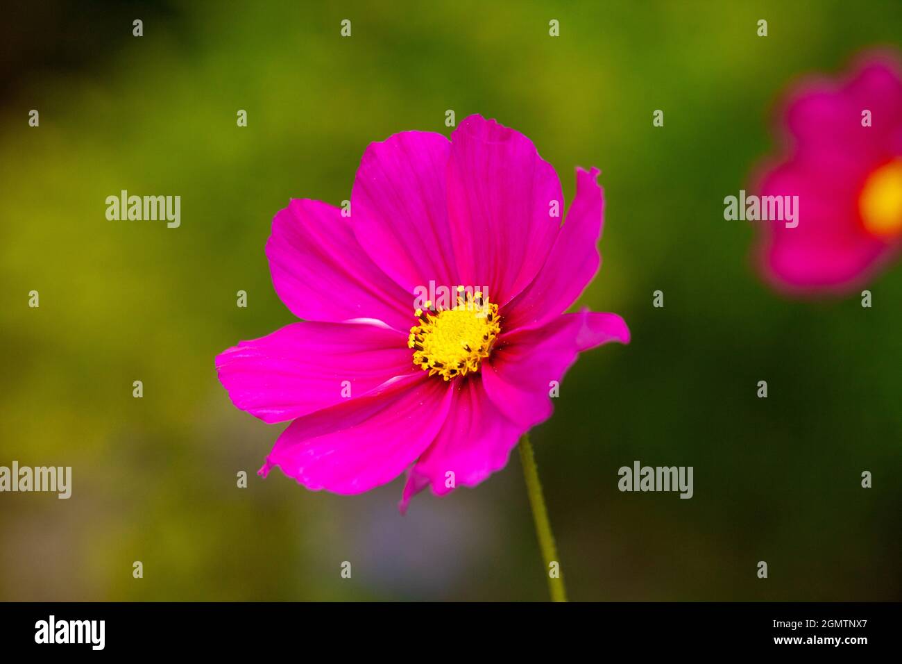 September flower border hires stock photography and images Alamy