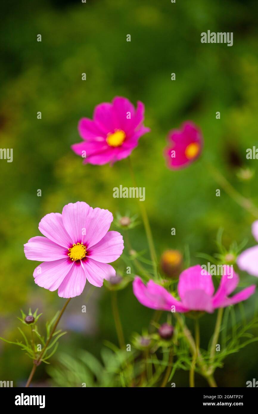 Bright pink cosmos flowers blooming in September in Scotland Stock