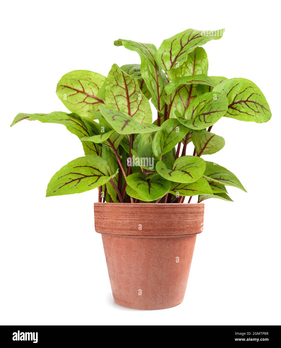Red veined sorrel in vase isolated on white background Stock Photo
