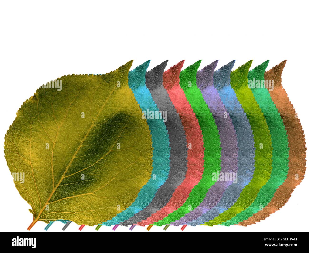 leaves of different color on white background design creative resource ...