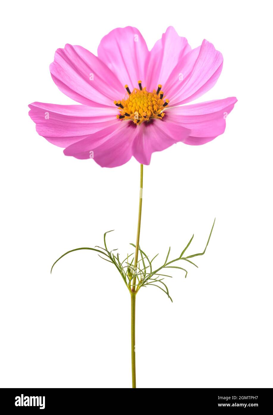 Pink garden cosmos flower isolated on white Stock Photo