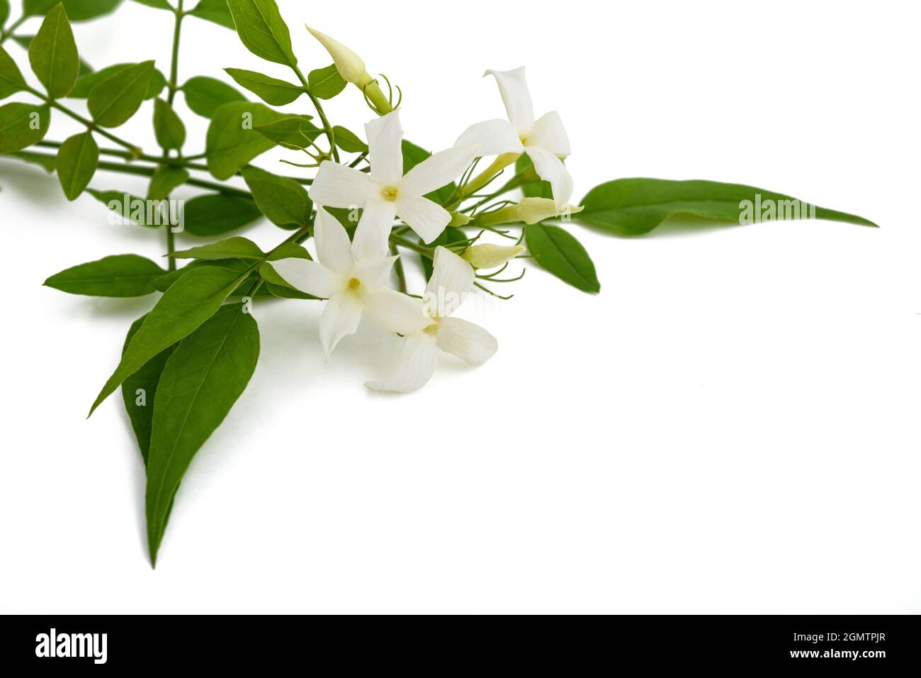 Jasmine plant with flowers isolated on white background Stock Photo - Alamy