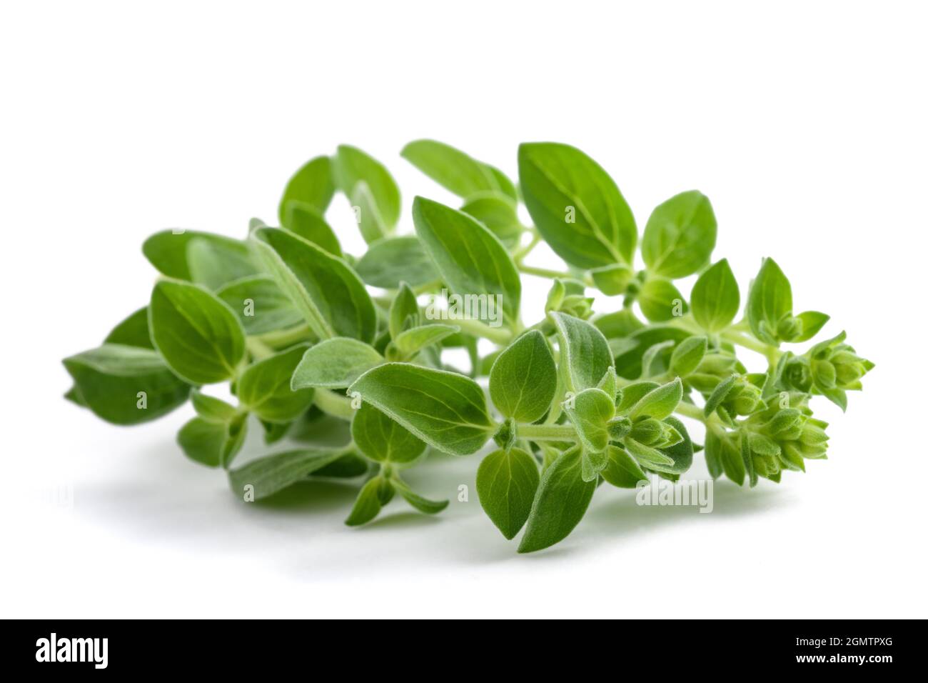 Fresh marjoram twigs isolated on white background Stock Photo