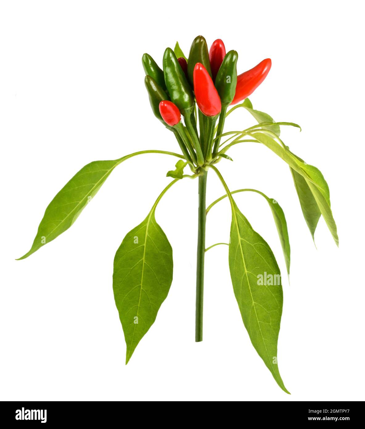 Pepper plant isolated on white background Stock Photo - Alamy