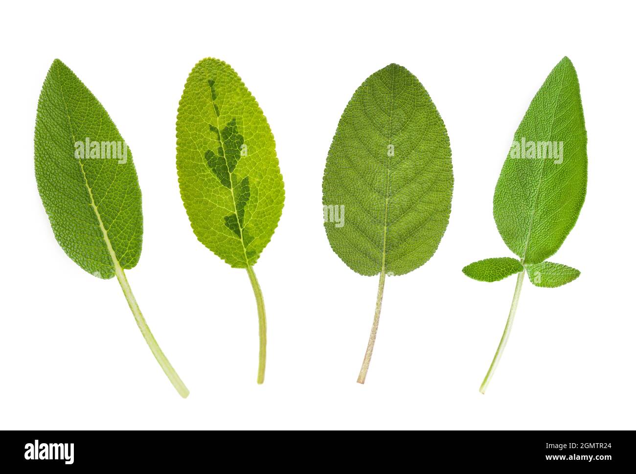 Various types of sage leaves isolated on white background Stock Photo