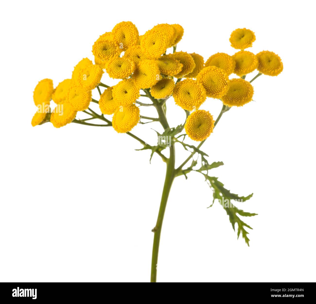 Curly tansy hi-res stock photography and images - Alamy