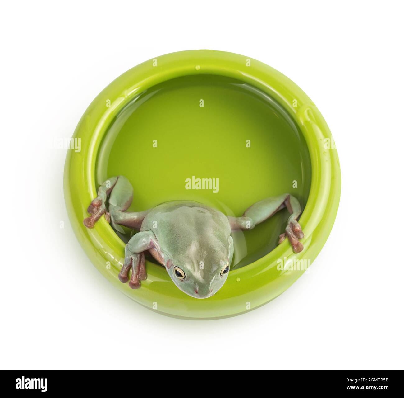 The Australian green tree frog in bowl with water isolated on white background with clipping path and full depth of field. Top view. Flat lay Stock Photo