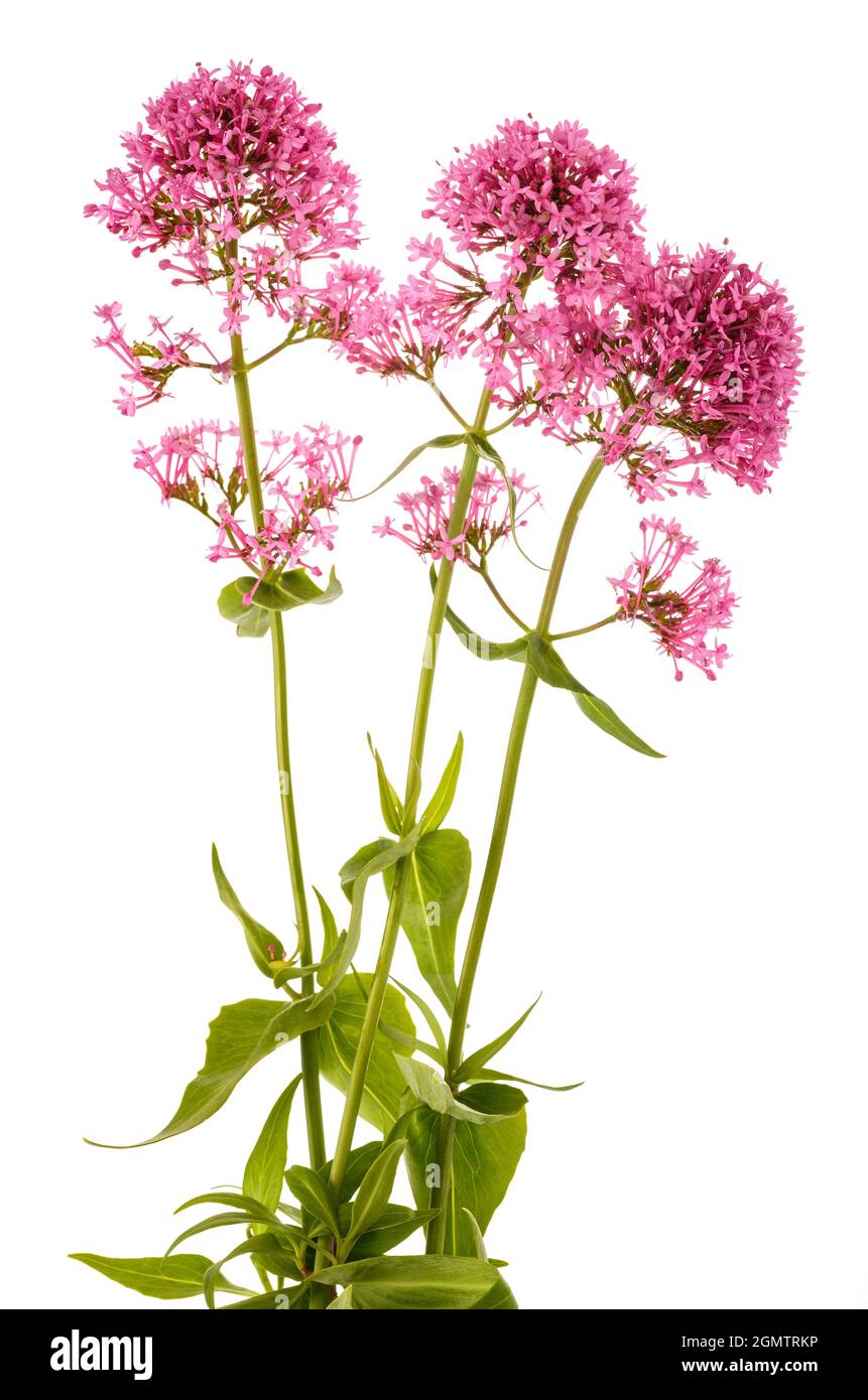 Red valerian flowers isolated on white background Stock Photo Alamy
