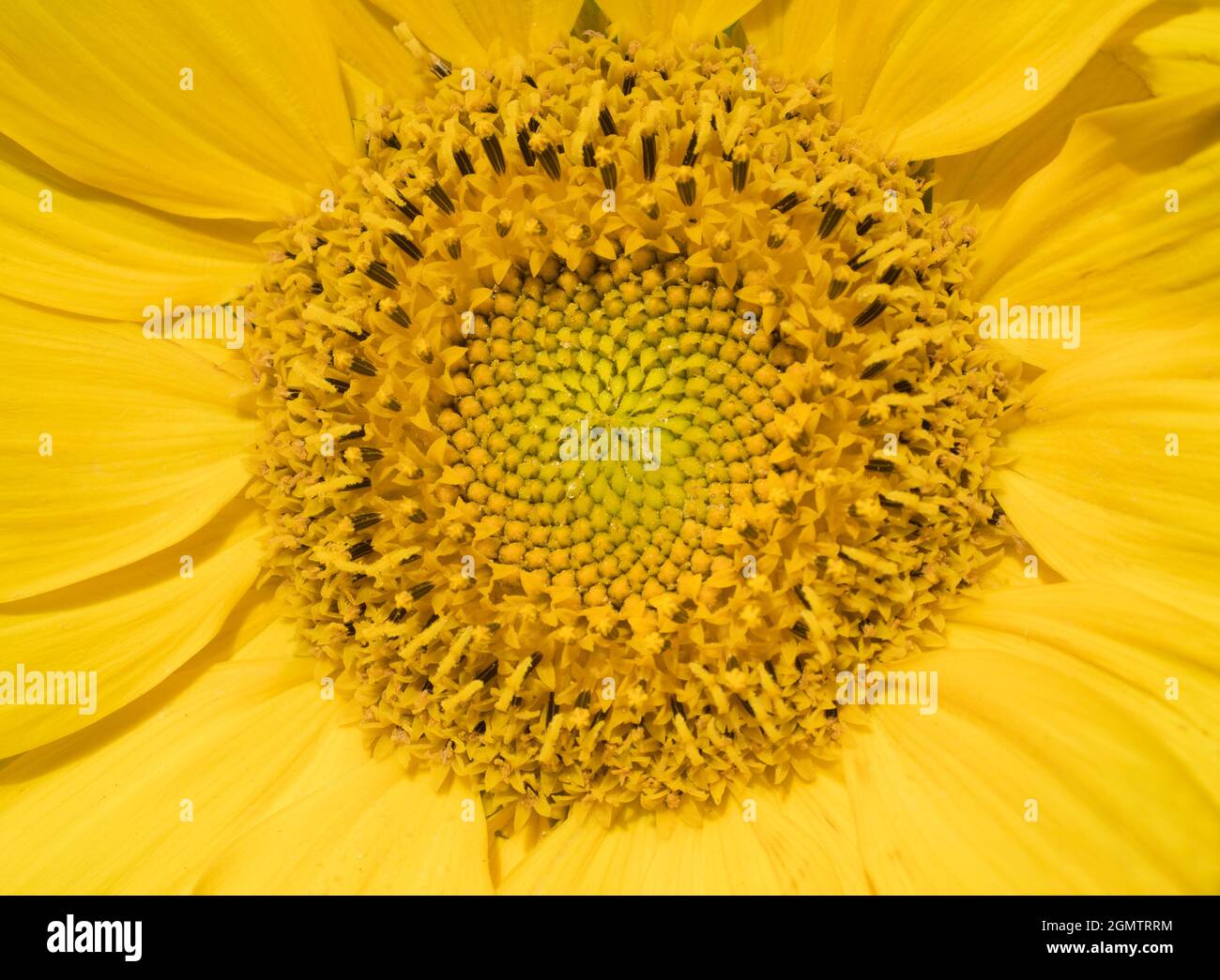 Radley Village, Oxfordshire, England 27 August 2020; no people in