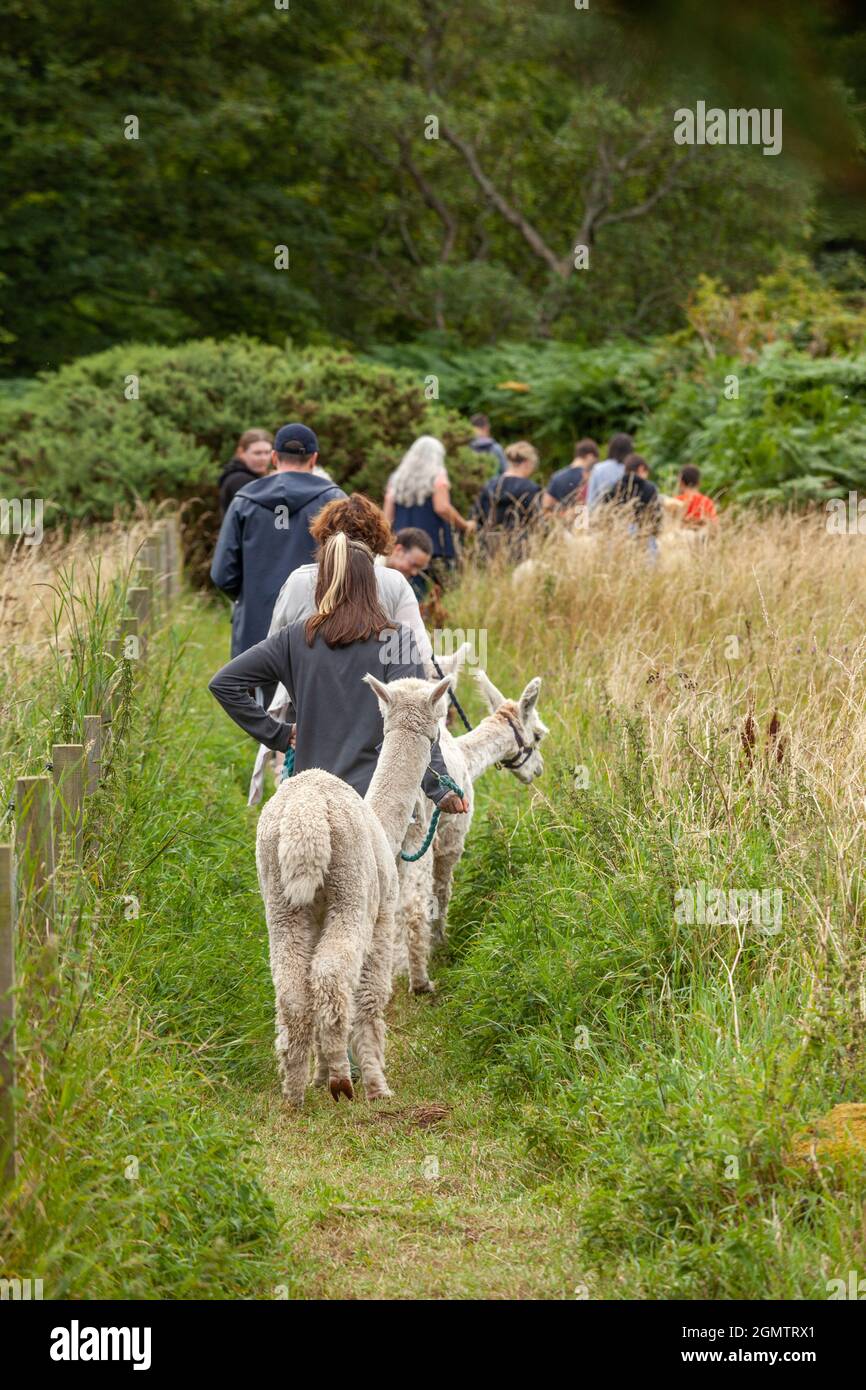 People walking with Llamas near Dunbar Stock Photo Alamy