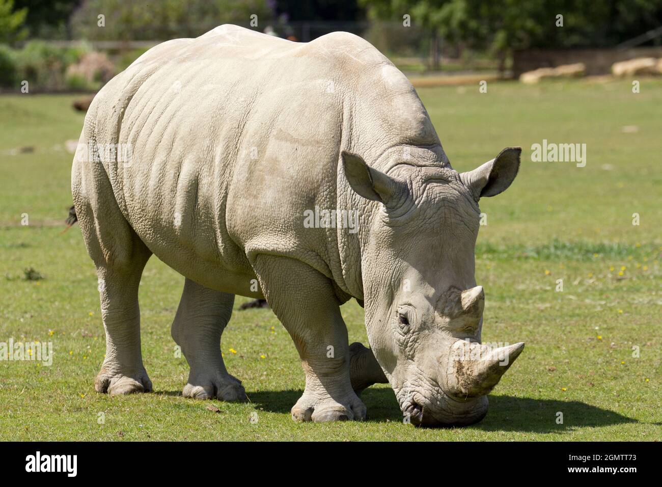 Burford, Oxfordshire, UK -  July 2011; Southern White Rhinos (Ceratotherium simum) are continually threatened by poachers in their native South Africa Stock Photo