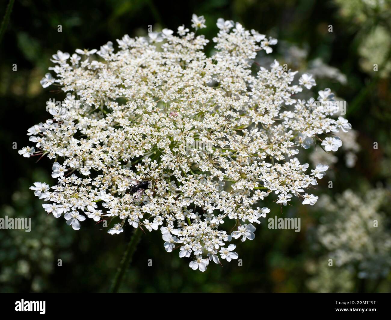 River Thames, Oxfordshire, England - 16 July 2019      Anthriscus sylvestris, known as cow parsley is a herbaceous biennial or short-lived perennial p Stock Photo