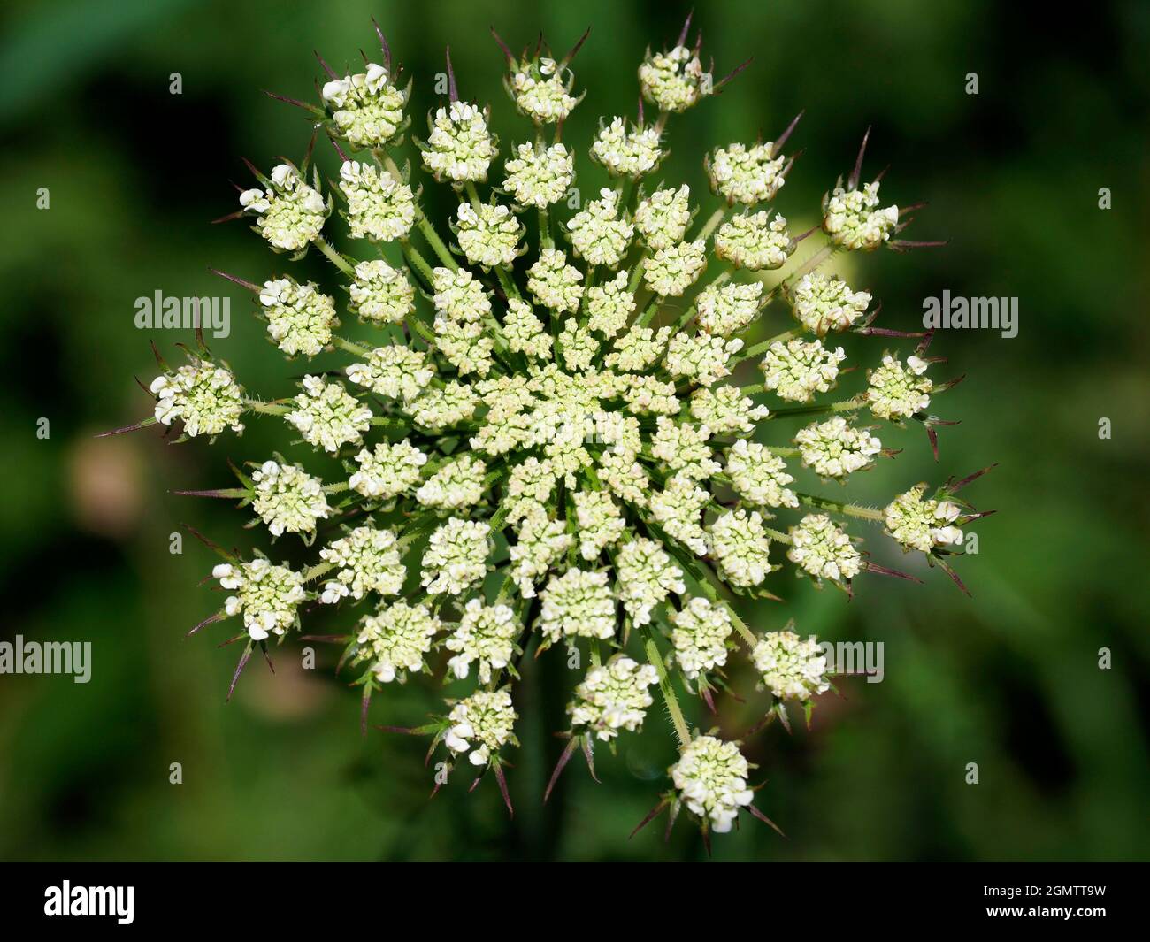 River Thames, Oxfordshire, England - 16 July 2019      Anthriscus sylvestris, known as cow parsley is a herbaceous biennial or short-lived perennial p Stock Photo