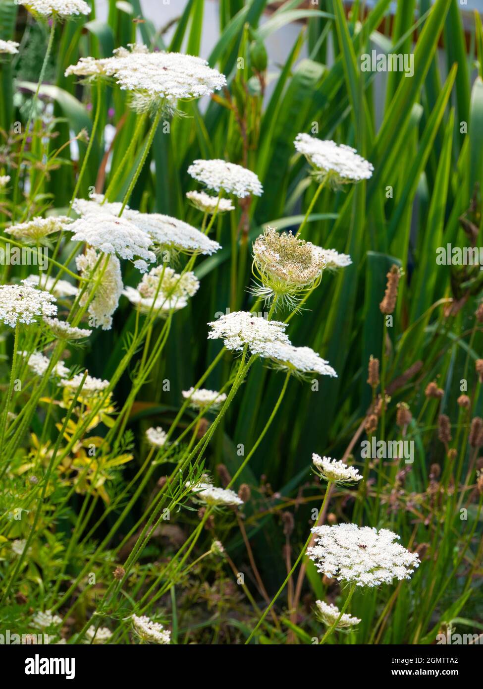 River Thames, Oxfordshire, England - 13 July 2019      Anthriscus sylvestris, known as cow parsley is a herbaceous biennial or short-lived perennial p Stock Photo
