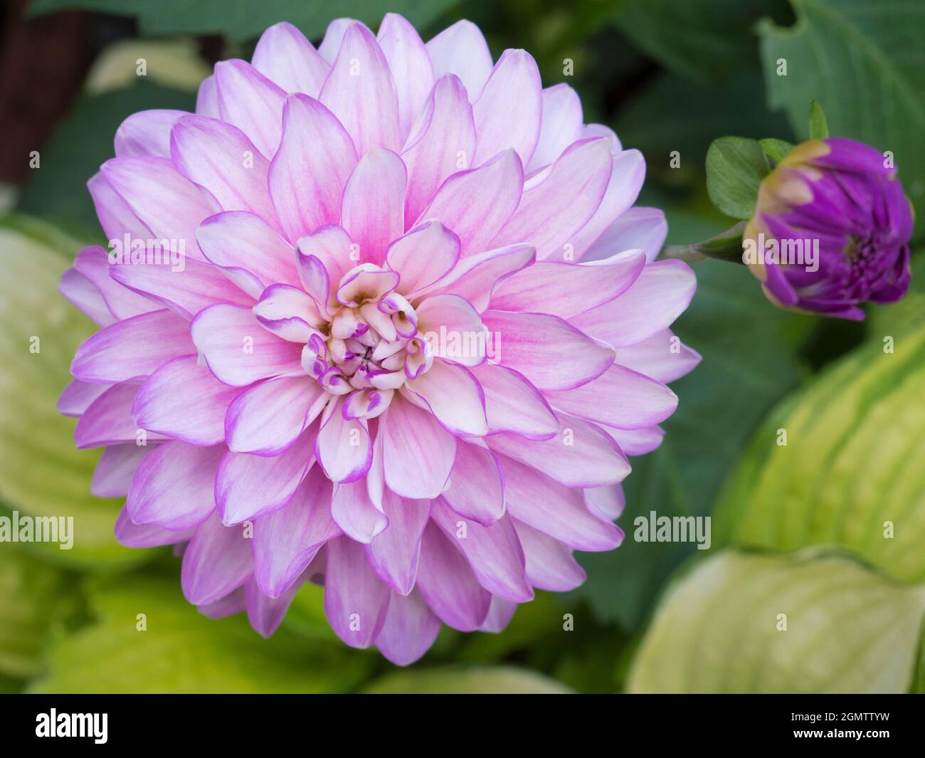 Radley, Oxfordshire, England 13 July 2019 Dahlias put on a fine show