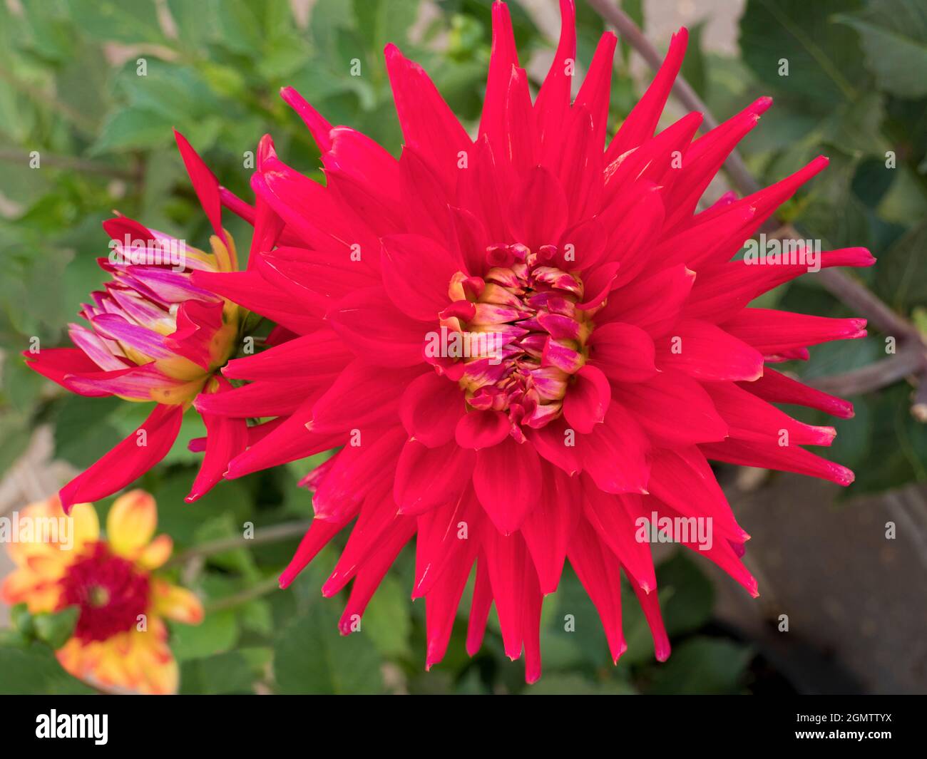 Radley, Oxfordshire, England - 23 July 2019;   Dahlias put on a fine show in our garden, in Radley Village Oxfordshire, in July and August. Dahlia are Stock Photo