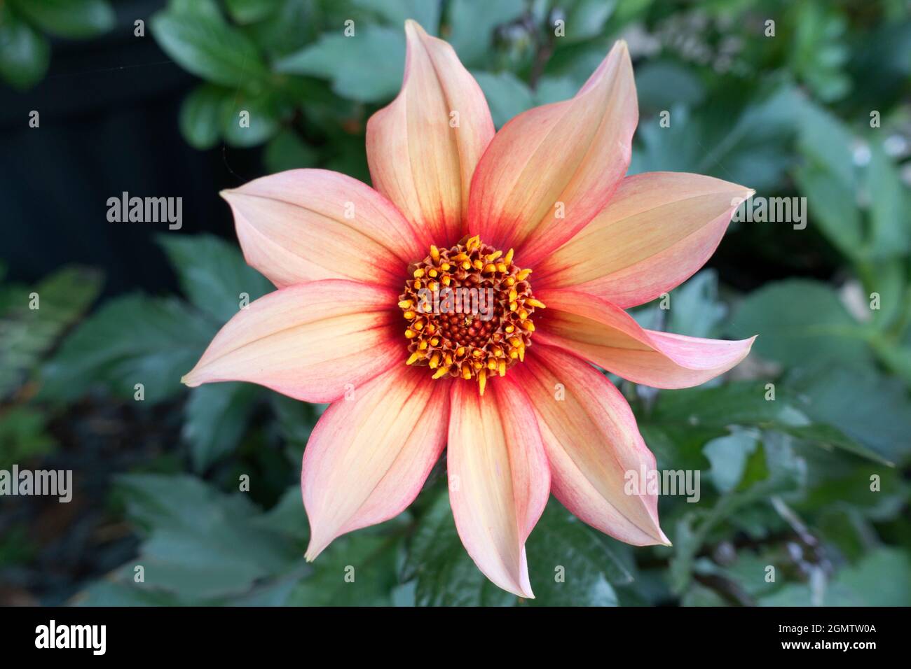 Radley, Oxfordshire, England 29 June 2019 Dahlias put on a fine show