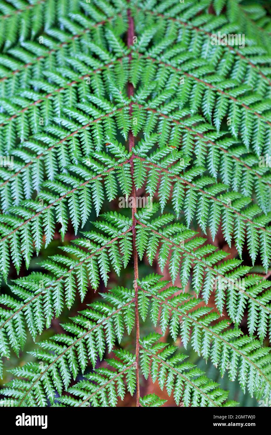 South Island, New Zealand, 19 May 2012 Detail of a fern growing in the primeval temperate rain forests of the South Island of New Zealand.The fern is Stock Photo