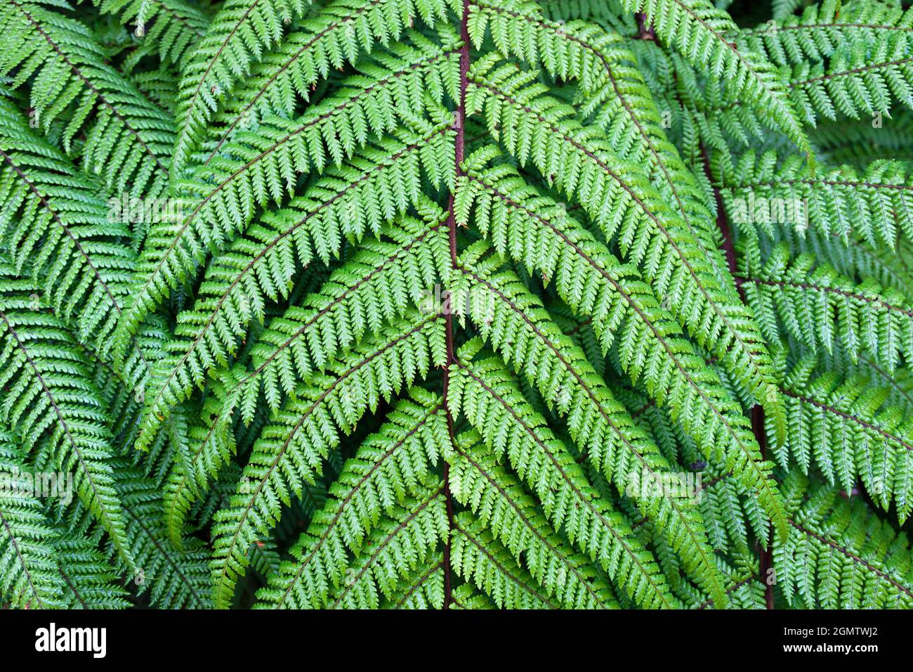 South Island, New Zealand, 19 May 2012 Detail of a fern growing in the primeval temperate rain forests of the South Island of New Zealand.The fern is Stock Photo