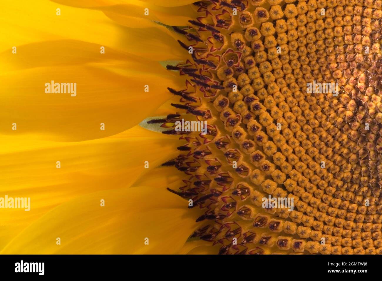 Radley, Oxfordshire September 2005; Until picked, this glorious